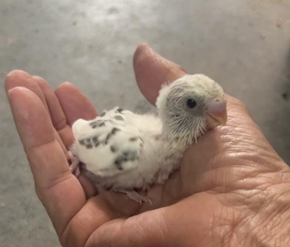 セキセイインコ ハルクイン