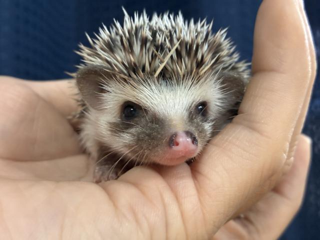 ハリネズミ