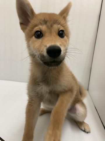 柴犬の写真2