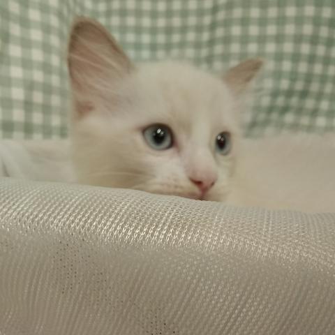 ラグドールの写真4