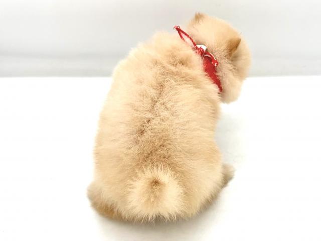 ポメラニアンの写真5