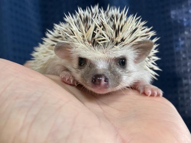 ハリネズミの写真2