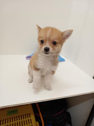 犬MIXの写真2