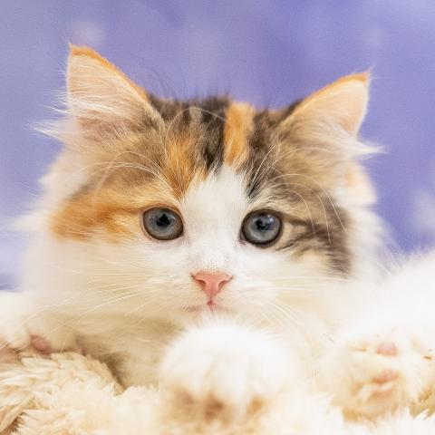 ノルウェージャンフォレストキャット