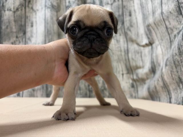パグ