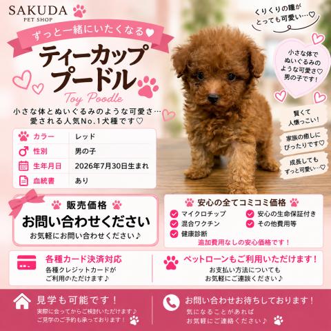 トイプードルティーカッププードル