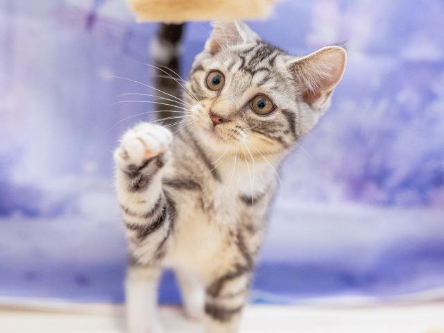 マンチカンの写真5