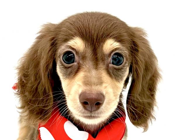 カニンヘンダックスフンドの写真2
