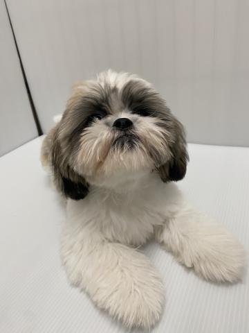 シーズーの写真3