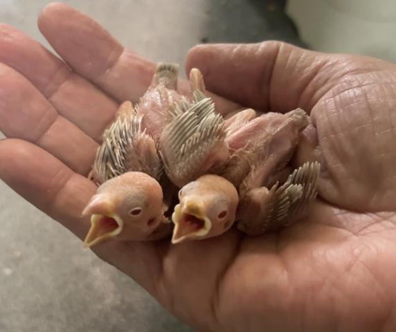 シナモン文鳥