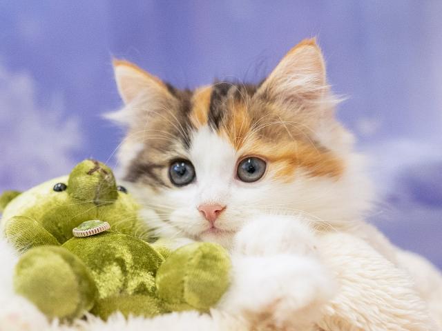 ノルウェージャンフォレストキャットの写真4