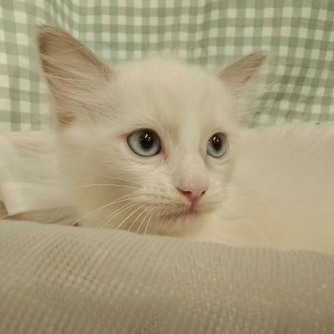 ラグドールの写真2