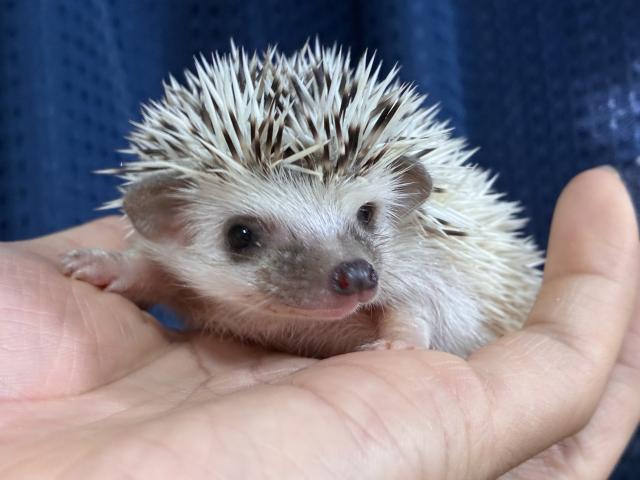 ハリネズミの写真4