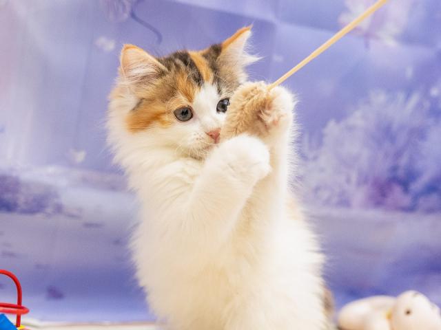 ノルウェージャンフォレストキャットの写真6