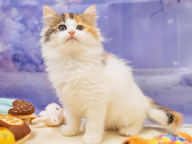 ノルウェージャンフォレストキャットの写真5