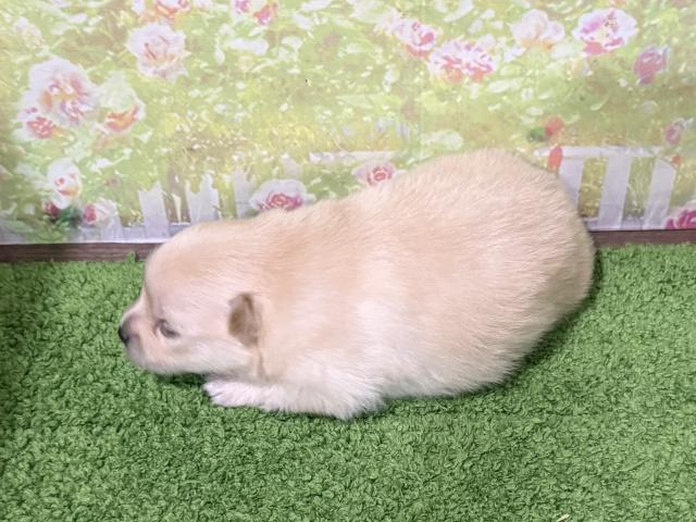ポメラニアンの写真2