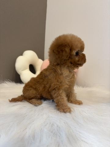 トイプードルタイニーサイズ予想🍼の写真2