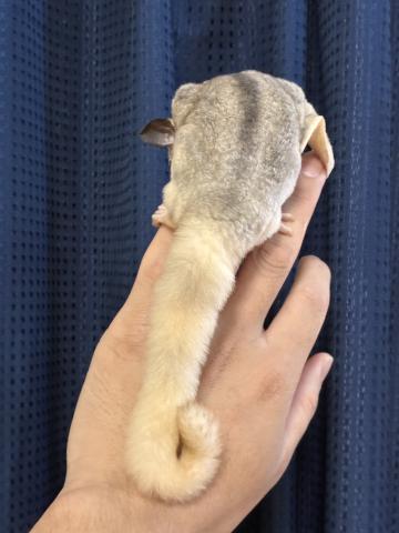 フクロモモンガ モザイクの写真4