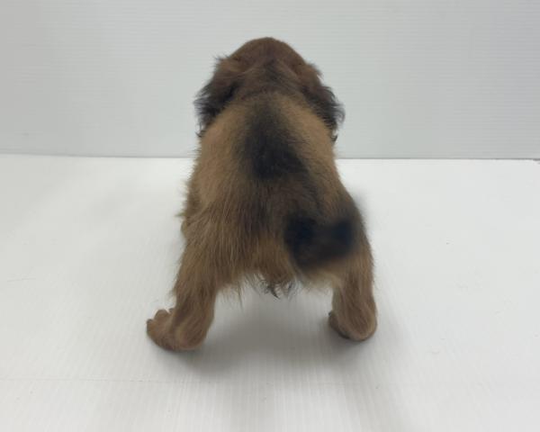 ミニチュアダックスフンドの写真5
