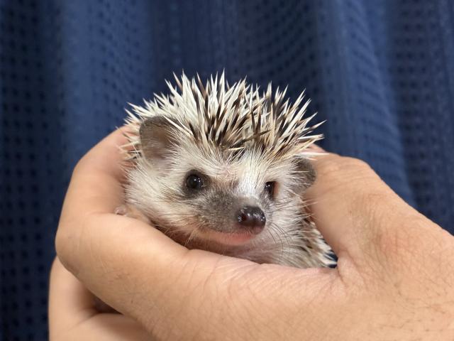 ハリネズミの写真3
