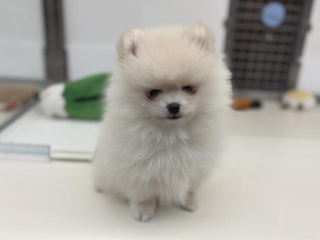 ポメラニアンの写真4