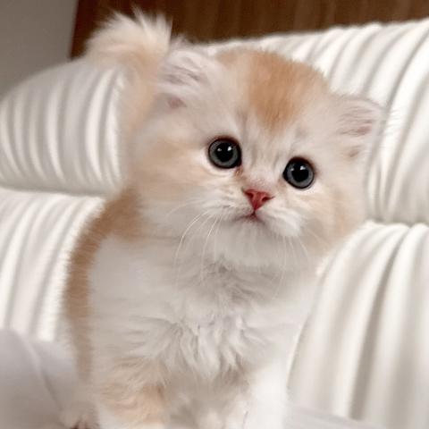 スコティッシュフォールドの写真6