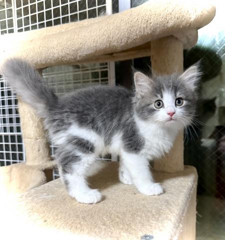 ノルウェージャンフォレストキャットの写真6
