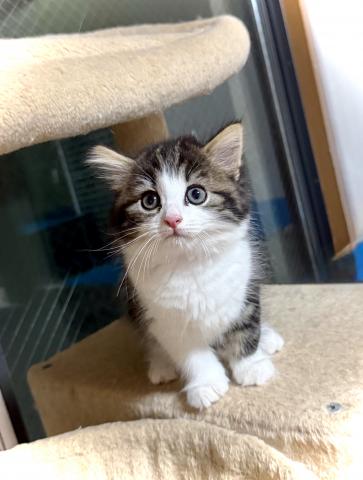 ノルウェージャンフォレストキャットの写真5