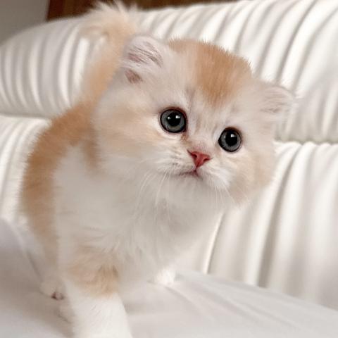 スコティッシュフォールドの写真2