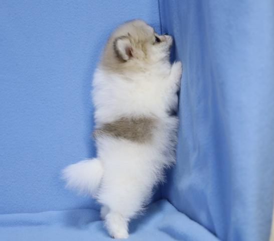 ポメラニアンの写真6