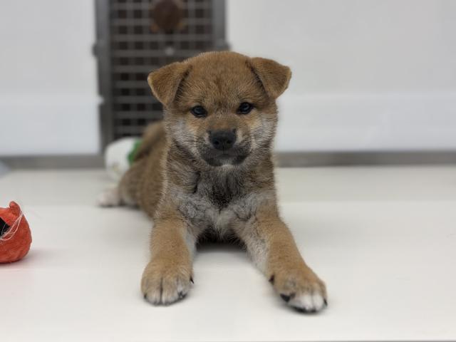 柴犬の写真4