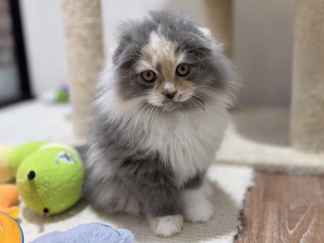スコティッシュフォールドの写真4