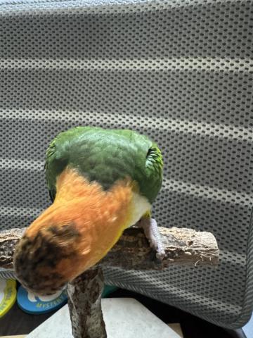 シロハラインコの写真2
