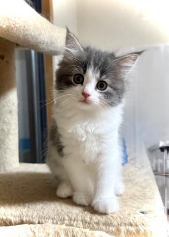 ノルウェージャンフォレストキャットの写真5