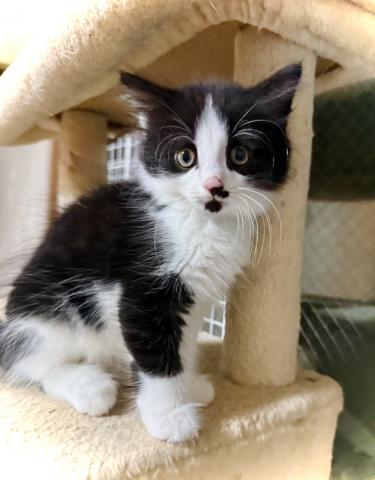 ノルウェージャンフォレストキャットの写真6