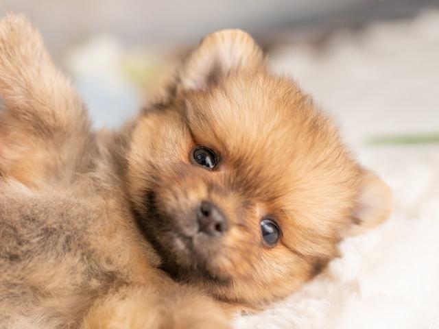 ポメラニアンの写真3