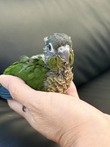 ウロコインコ 48の写真4