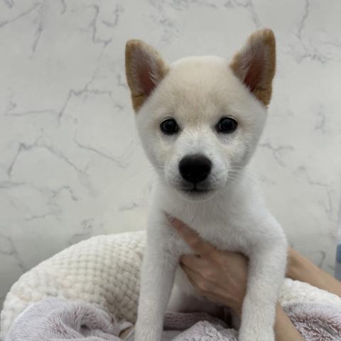 柴犬