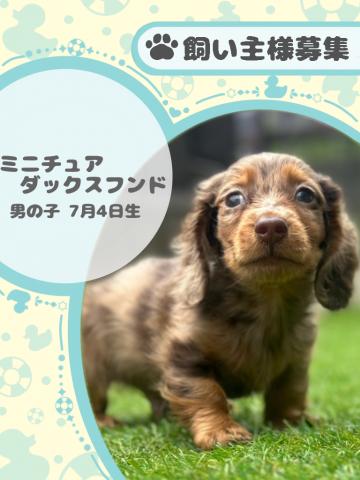 ミニチュアダックスフンド