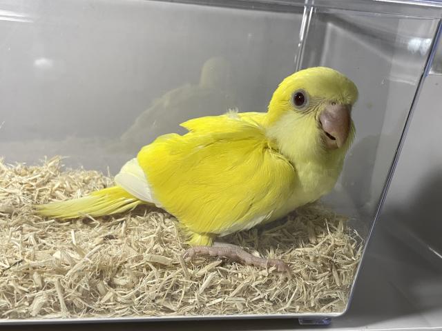 オキナインコ　ルチノー　オス