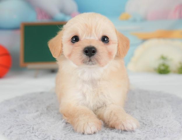 チワプー