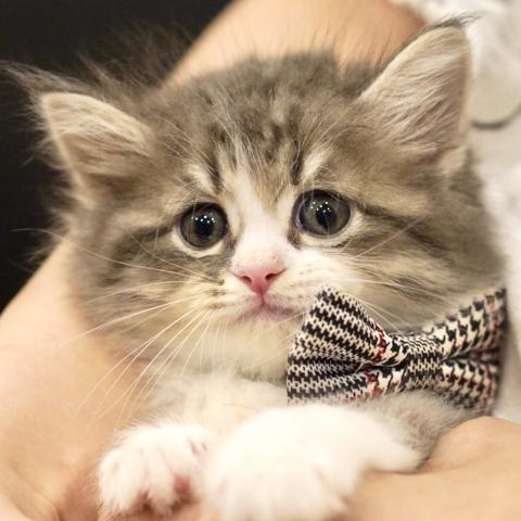 サイベリアンの写真5