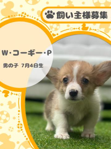 ウェルシュコーギーペンブローク