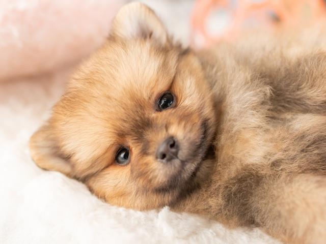 ポメラニアンの写真4