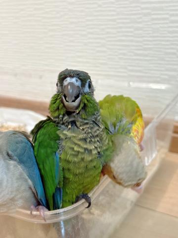ウロコインコ 48の写真3