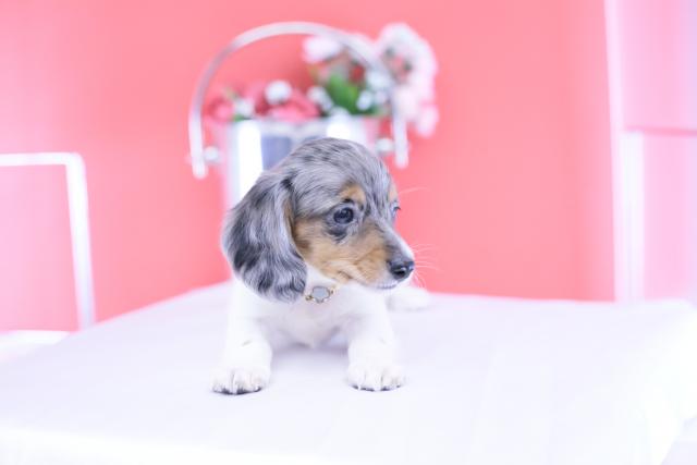 ミニチュアダックスフンド　ロングの写真4