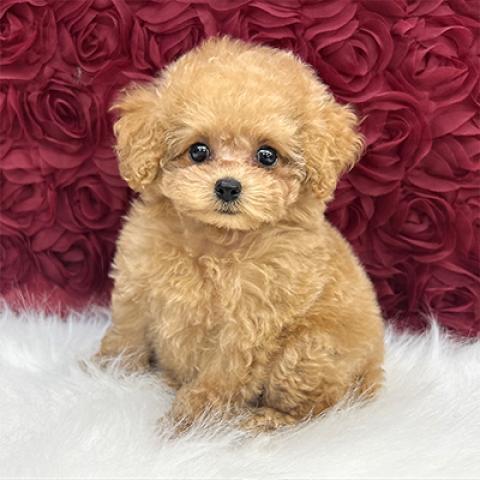 トイプードルティーカップサイズ予想の写真2