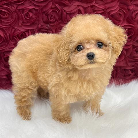 トイプードルティーカップサイズ予想の写真3