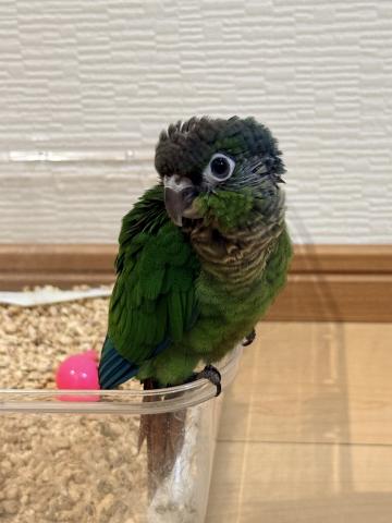 ウロコインコ 48の写真2