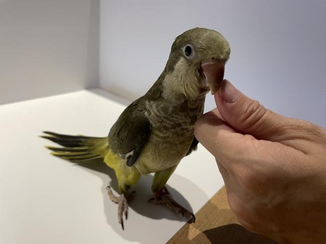オキナインコ 深緑 オスの写真2